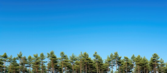Scenic view of pine trees against a clear blue sky ideal for a copy space image