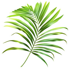 Kentia Palm Leaf, single object, Di-Cut PNG style, ISOLATED transparent background