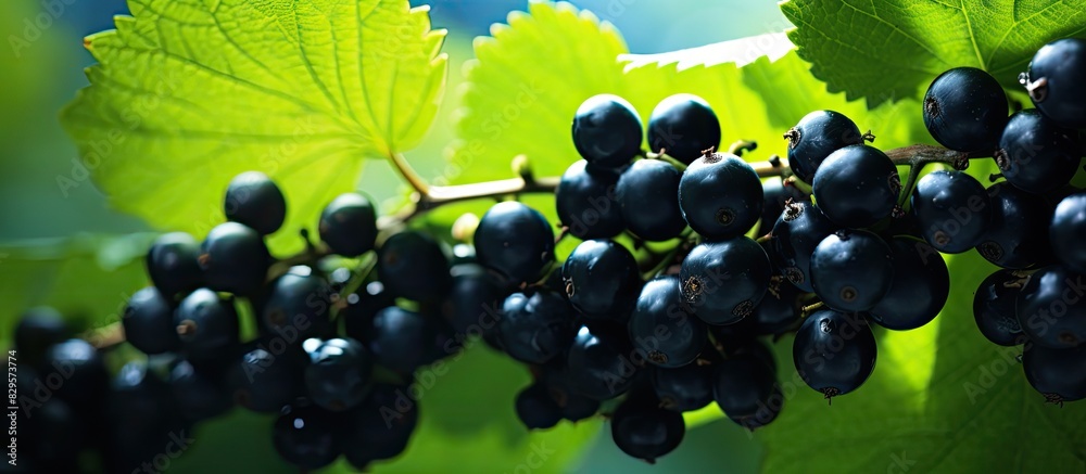 Sticker A large bush with ripe black currants against a background with copy space image