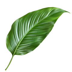 Obraz premium Peace Lily Leaf, single object, Di-Cut PNG style, ISOLATED transparent background 