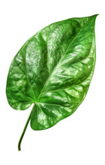 Pothos Leaf, single object, Di-Cut PNG style, ISOLATED transparent background