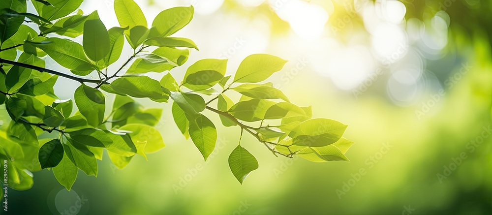 Poster Nature s green leaves in a close up view with sunlight on a blurred tree background in a public garden perfect for wallpaper with copy space image