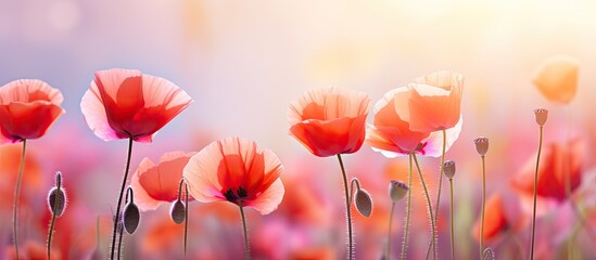 Spring poppy flowers bloom elegantly in a vibrant setting creating a stunning visual display perfect for a copy space image
