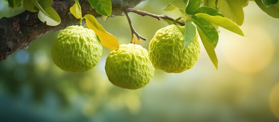 Ripe bergamot fruits hanging from a tree with a green textured peel and available for use in a copy space image