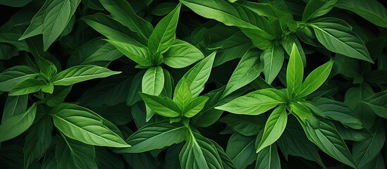 Abstract green leaves texture providing a nature background with detailed leaves close up suitable for copy space image