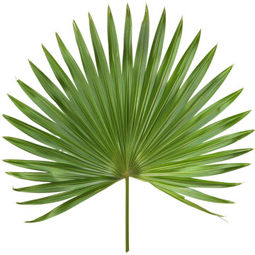 Sabal Palm Leaf, single object, Di-Cut PNG style, ISOLATED transparent background