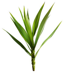 Fototapeta premium Yucca Leaf, single object, Di-Cut PNG style, ISOLATED transparent background