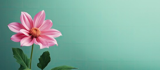A pink flower on a green backdrop with copy space image