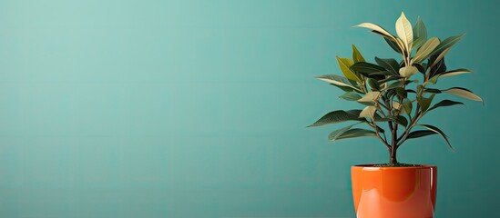 A potted plant with a copy space image