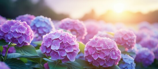 Obraz premium Lush hydrangea blossoms in a vibrant summer field embodying the beauty of nature with a copy space image