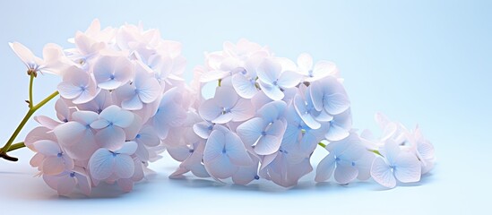 A beautiful hydrangea blooms seen in a copy space image