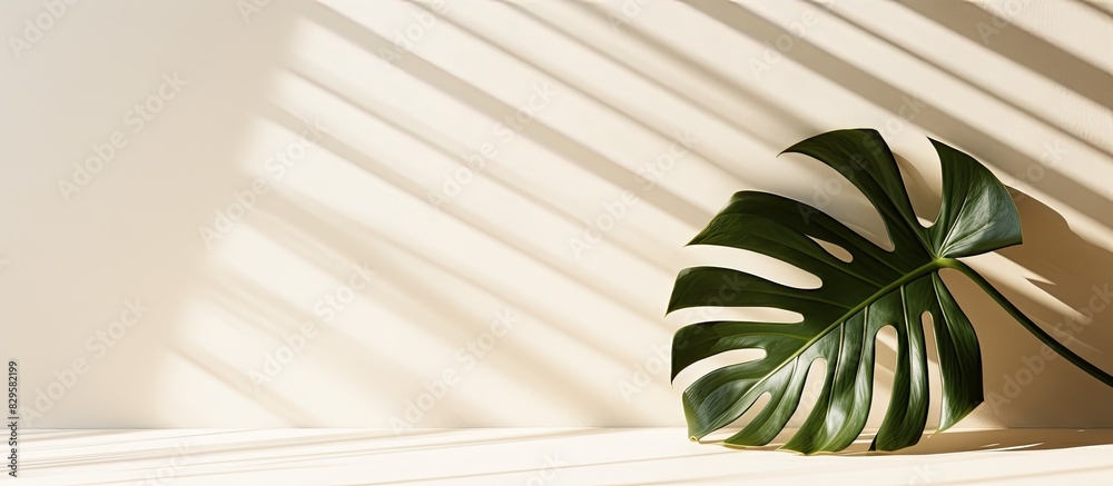 Canvas Prints minimal summer concept with a monstera palm leaf casting a harsh shadow on a white table against a b