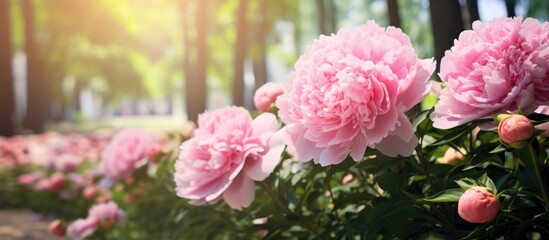 Obraz premium In the garden a bush with large delicate pink peonies blooms on a summer day creating a beautiful outdoor floral background with copy space image