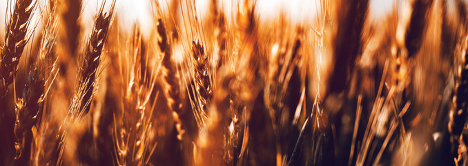 Ripe ears of wheat in agricultural field