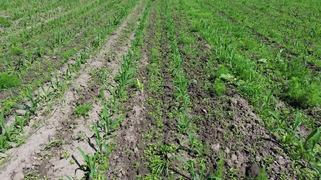 Maisfeld Ranch of sweet corn