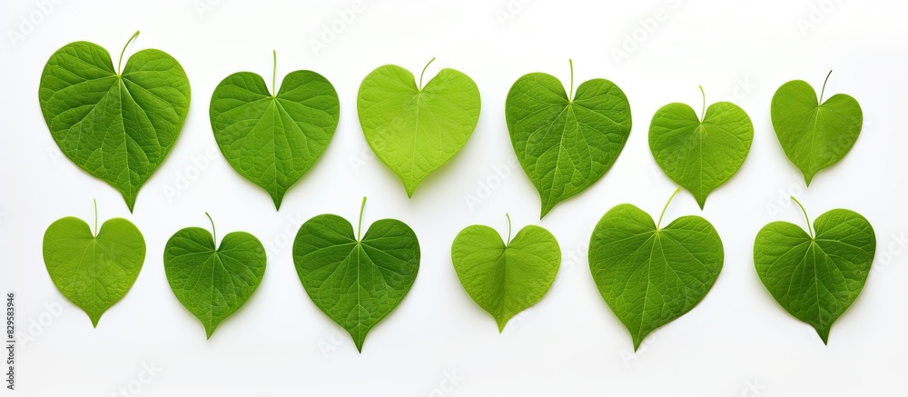 Sticker a green heart shaped leaf set against a white backdrop with a clipping path for easy editing suitabl