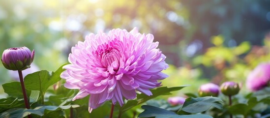 A Chrysanthemum flower in pinkish purple hues blooms in the garden set against a backdrop of lush green leaves under the summer sun with copy space image
