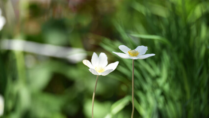 Anemone sylvestris. delicate flowers in the garden, in the flowerbed. floral background. beautiful delicate Anemone sylvestris. white flowers on a natural green background. close-up. spring season