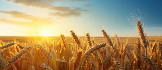 Sunset sky backdrop frames a golden wheat field with ripening ears ideal for a nature themed photo...