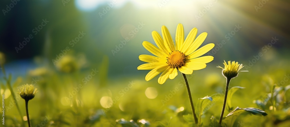 Canvas Prints Vibrant yellow daisy blooming in a lush green meadow with beautiful scenery ideal for a copy space image