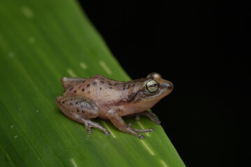Frogs on habitat