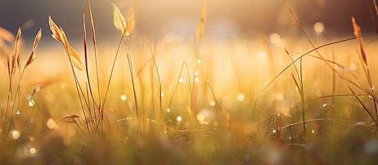 Autumn grass during the rain on the forest meadow at sunset Macro image Beautiful autumn nature background. Copy space image. Place for adding text and design