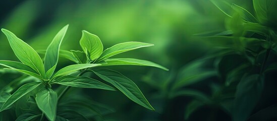 Fototapeta premium Close up of green plant in garden macro texture of leaves conveying relaxation concept with copy space image
