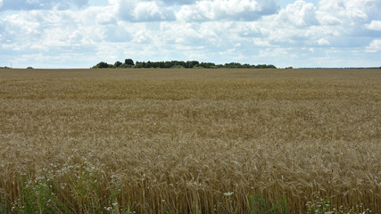 spikelets of golden wheat in the field. Ripe big golden ears of wheat on a yellow background of the...