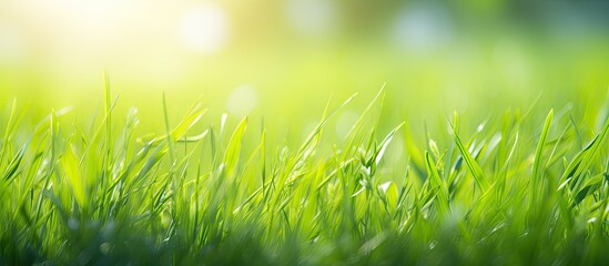 Obraz premium Lush green grass blade in a vibrant meadow during the spring season with a bright and refreshing atmosphere. Copy space image. Place for adding text and design