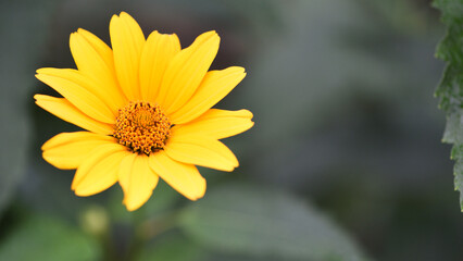 yellow chamomile flowers in the garden. yellow daisy on a beautiful blurred green background, close-up. yellow flowers on the flowerbed. floral background. bright chamomile in spring or summer.