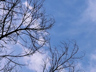 tree in the sky