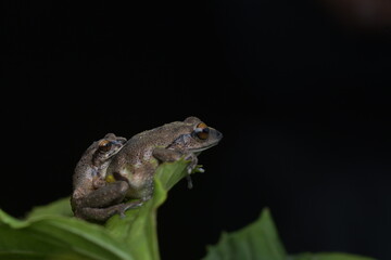frogs on a leaf- frogs mating