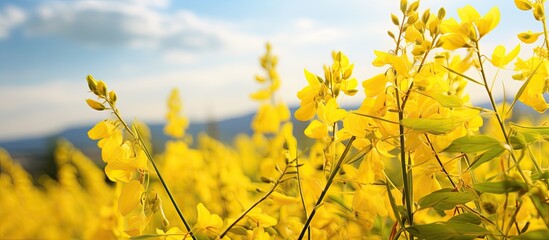 Field of Crotalaria juncea with copy space image