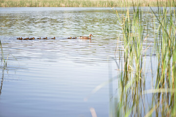 Duck family. duck on the river with ducklings. Mallard and ducklings in a row. wild duck family on the lake, birds swimming, natural background, selective focus