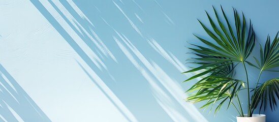 Soft shadow cast by palm leaves onto a pale blue wall creating a minimalist backdrop for showcasing products during the spring and summer seasons with copy space image