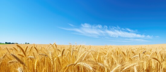 A scenic agricultural field with golden wheat under a clear blue sky presenting a peaceful rural setting perfect for a copy space image