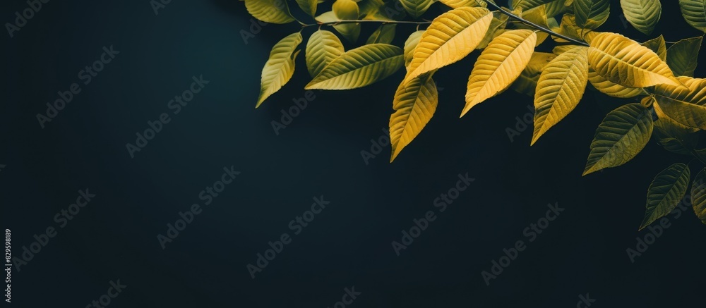 Canvas Prints Sunshine yellow leaves stand out against a dark green background in the image with copy space