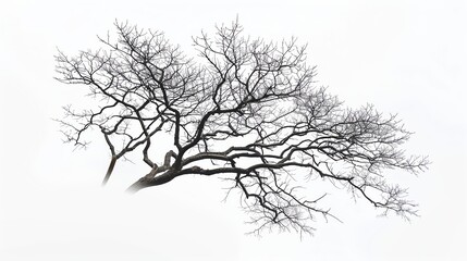 Fototapeta premium Generate an image of a large, dead tree branch against a white background. The branch should be in focus.