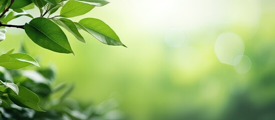 Obraz premium Blurred green leaves dominate the view in the photo with copy space image