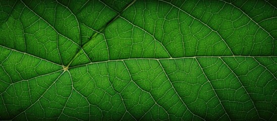 Obraz premium Leaf texture background with a copy space image