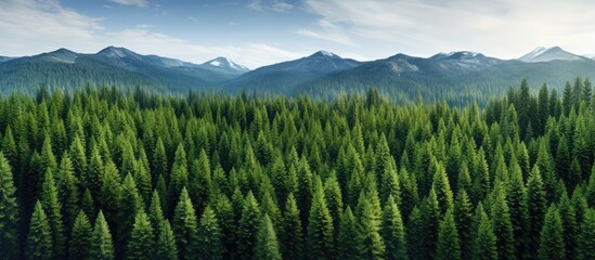 Obraz premium Top view of a lush green coniferous forest landscape with taiga peaks of fir trees creating a picturesque scene perfect for a copy space image