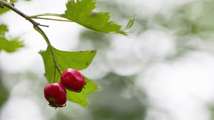 Crataegus, autumn forest red berries on a branch. Ripe red berries on the tree in the autumn. Red fruit of Crataegus monogyna, known as hawthorn or single-seeded hawthorn. close-up, space for text