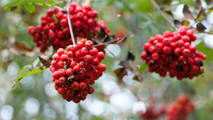 Mountain rowan ash branch berries on blurred background. Autumn harvest still life scene. Soft focus backdrop photography. Copy space. red berries of overripe rowan. close-up