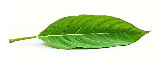 Obraz premium Green tropical leaf of fresh kaempferia fingerroot with selective focus on a white backdrop ideal as a copy space image