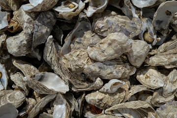 coquilles d'hu&icirc;tres vides pour le recyclage