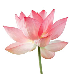 Fototapeta premium side view of lotus transparent isolated on white PNG