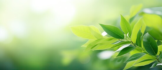 Closeup ecology nature view of green leaf on blurred greenery background in garden with copy space...