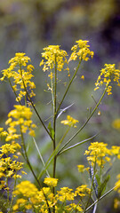 Obraz premium Rapeseed. Brassica napus. are blooming in sunny summer day. yellow flower, isolated on blurred natural background. agriculture, in Europe or Asia. floral background, close-up