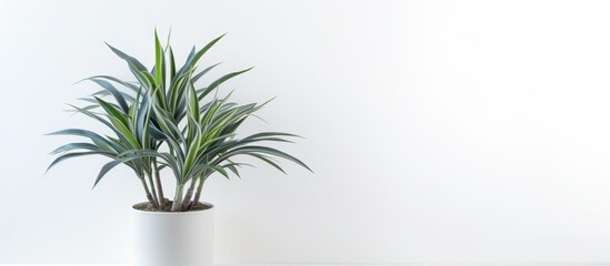 A potted dracaena plant with a white background for a copy space image