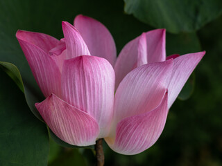 Closeup view of delicate bright pink indian lotus or nelumbo nucifera flower blooming on green...